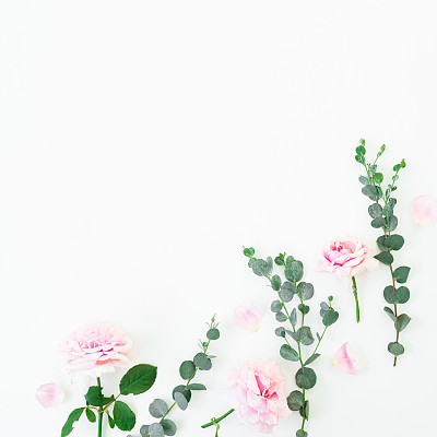 白色背景上的粉红色花和桉树枝的花图案。平躺，俯视图。情人节