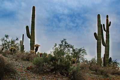 亚利桑那州沙漠中的仙人掌和灌木