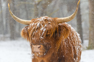 雪中的苏格兰高地奶牛的肖像