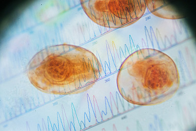 显微镜下绦虫卵的DNA编码