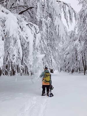 年轻夫妇用雪[暴风雪]戳树