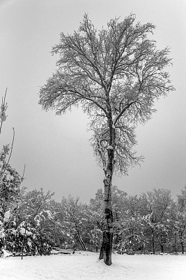 冬天的森林里有雾。寒冷的早晨，雾蒙蒙的树。魔雾树林。美丽神秘的景观与黑暗的森林和白雪。自然背景