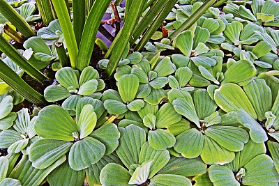 水莴苣(浮萍)及水生植物。