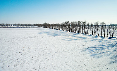 雪地里的树