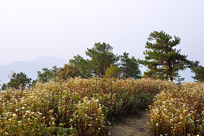 花和小路在山Doi孟Angkhet