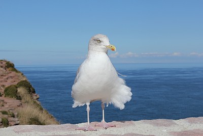 一只白色海鸥的特写镜头，它的羽毛在法国海边随风飘扬