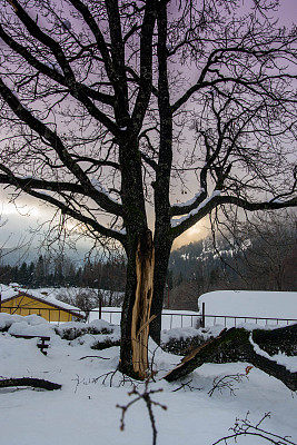 冬天碎落的雪覆盖了大树，单树，雪灾，冬季天气寒冷，晚霞灾难