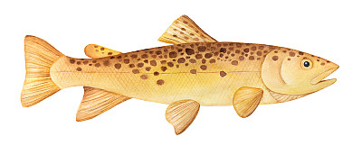 棕色鳟鱼(Salmo trutta)水彩插图。一条鱼，侧视图游泳，水平。手绘水彩画在白色的背景，剪纸元素的设计装饰。