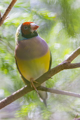 澳大利亚的彩虹鸟