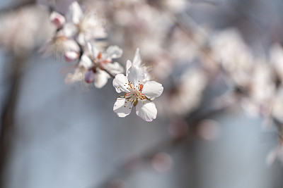 阳光下的桃花