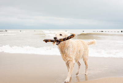 拉布拉多犬在海滩上取棍子