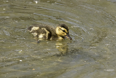 小池塘里的野鸭靠近妈妈