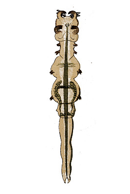Lamproglena nyasae是勒足科桡足类的一种