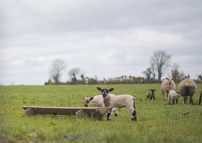 爱尔兰戈尔韦郡，康尼马拉，田野里美丽的羊羔。