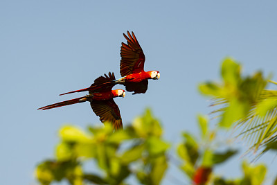 鲜红金刚鹦鹉(Ara澳门)在飞行