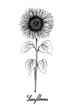 手绘向日葵在白色背景