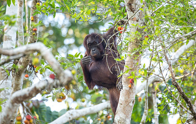 马来西亚:在kinabahand的猩猩
