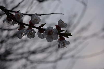 春树幼树，花期美丽，杏树花期。美丽的白色杏花。