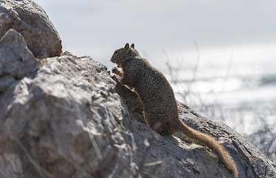 春天阳光明媚的日子里，在圣西蒙附近的加利福尼亚太平洋海岸的岩石上休息的加利福尼亚地松鼠。