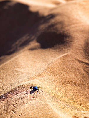 Sossusvlei的一个沙丘上的蓝色沙漠甲虫