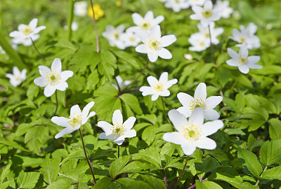 森林里的野花-白色银莲花的特写(银莲花)