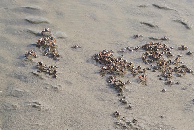 小沙蟹在海边的沙滩上奔跑，海边蟹爪隐藏在洞的特写在Palolem海滩度假，果阿度假，南印度，印度洋海岸线，迷你沙丘，海边蟹壁纸背景的甲壳类动物的照片