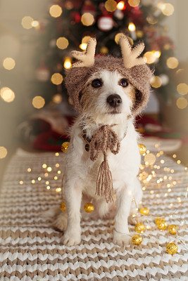 杰克罗素狗在圣诞树灯下戴着驯鹿帽庆祝节日。