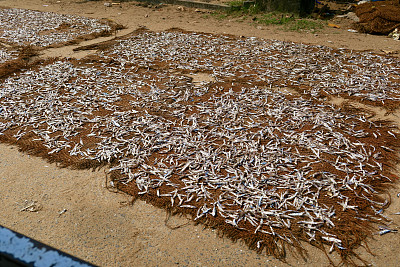 在印度南部喀拉拉邦Kollam的印度海滩街头渔民海鲜市场/路边的露天渔网上晾晒凤尾鱼的图片，印度渔业的照片，可供食用的腌制食品