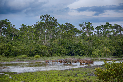 罕见的非洲森林大象和水牛在雨林，刚果
