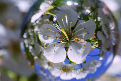 玻璃球后面的花