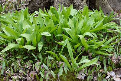 熊的大蒜，Allium Ursinum，生长在加拿大安大略省的林地里