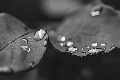 玫瑰叶子和雨滴