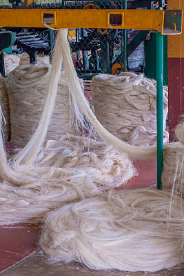 龙舌兰植物纤维纺丝，用于制绳