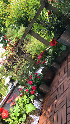 小庭院花园的形象与柚木木瓷砖铺设在拼花图案，开花的红玫瑰，非洲菊生长在金属花盆/槽由养大的池塘，雏菊，日本枫树，花岗岩灯笼，绿色的花园树木的背景