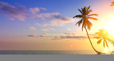 暑假的背景;热带海滩上的一棵棕榈树