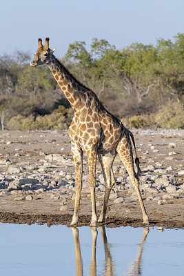 准备喝水的雄性长颈鹿，Etosha国家公园，纳米比亚