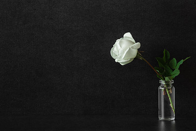 一只白色的玫瑰插在玻璃花瓶上，背景是黑色。慰问卡片。空的地方，情绪化的文字，引用或语录。前视图。关闭了。