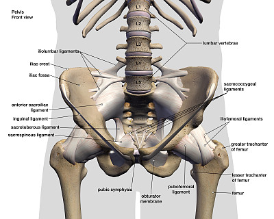男性髋骨和韧带标记前视图白色