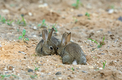 两只小野兔
