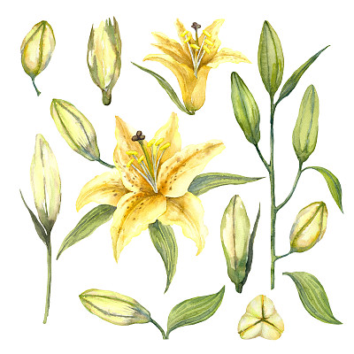 一套黄色东方喇叭百合'马尼萨'。黄色的百合花和百合花蕾。水彩插图。