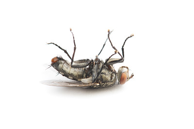 在泰国和东南亚，家蝇死于白色背景。