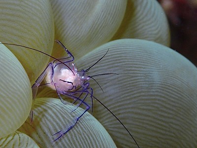 在仙本那马布尔岛的泡泡珊瑚里的泡泡珊瑚虾。斗湖,沙巴。马来西亚、婆罗洲。