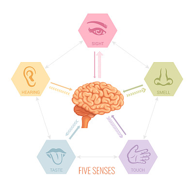 Human brain and five senses vector.