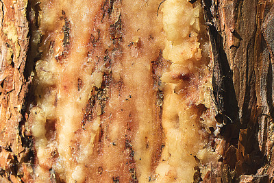 在松木中树脂流动的区域，树脂会变稠
