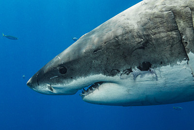 墨西哥瓜达卢佩，与大白鲨一起潜水