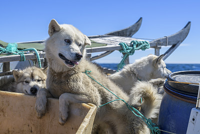 格陵兰狗，雪橇狗，东格陵兰