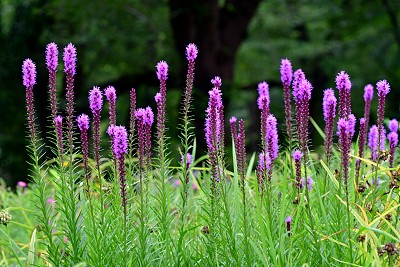 Liatris pycnostachya /炽星