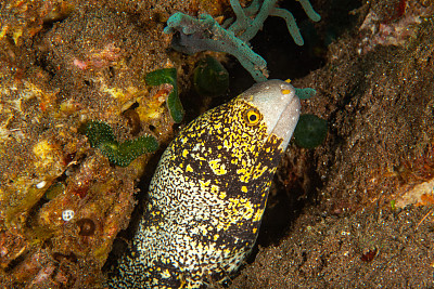 巨型马里鳗鱼(Gymnothorax javanicus)默里