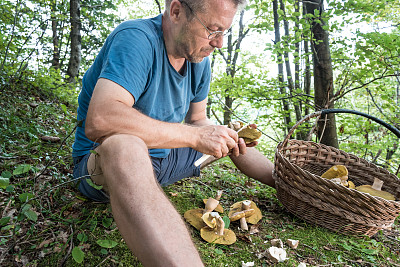 在森林里清理新鲜采摘的牛肝菌的人