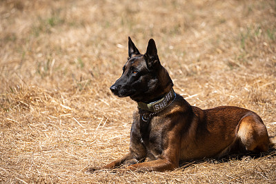 比利时马里诺斯警犬坐在田野里